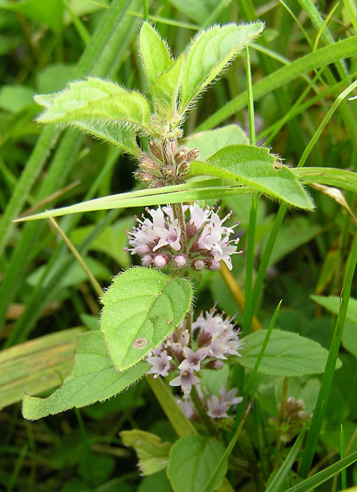 Ackerminze, Mentha arvensis